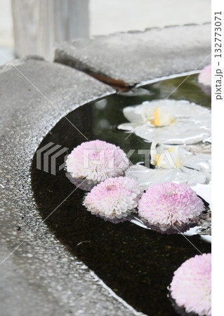 手水鉢に浮かぶ可愛らしい手毬花 手水鉢に浮かぶ可愛らしい手毬花 132773071