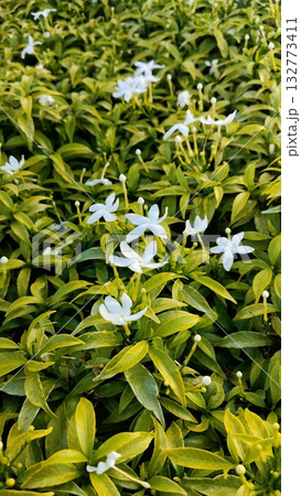 Close-up Gardenia Jasminoides Bush Background Close-up Gardenia Jasminoides Bush Background 132773411