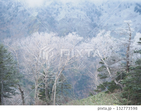 霧氷で真っ白くなったダケカンバ（20251029093711） 132773598