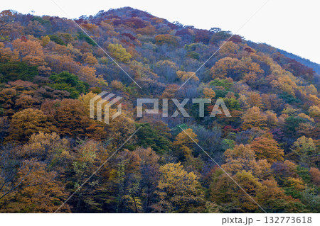 遠野市せの紅葉 132773618
