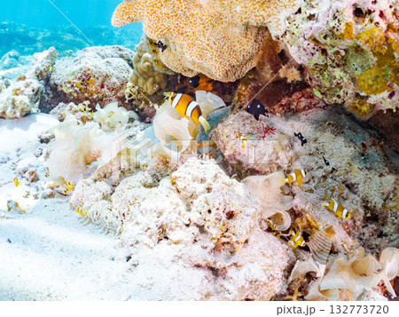 可愛いクマノミの一家。美しいサンゴ礁と熱帯魚の群れ。 嘉比島沖縄県 島尻郡慶良間諸島座間味島2025 可愛いクマノミの一家。美しいサンゴ礁と熱帯魚の群れ。 嘉比島沖縄県 島尻郡慶良間諸島座間味島2025 132773720