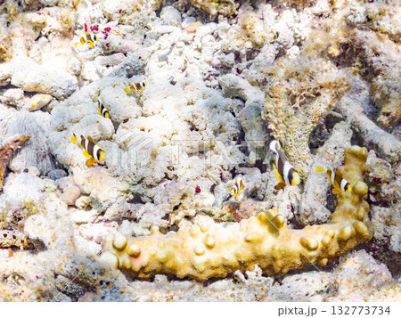 可愛いクマノミの一家。美しいサンゴ礁と熱帯魚の群れ。 嘉比島沖縄県 島尻郡慶良間諸島座間味島2025 132773734