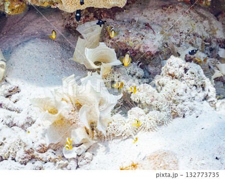 可愛いクマノミの一家。美しいサンゴ礁と熱帯魚の群れ。 嘉比島沖縄県 島尻郡慶良間諸島座間味島2025 132773735