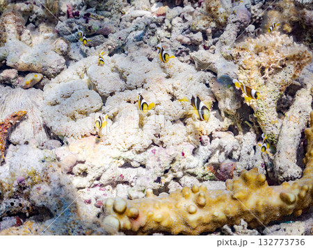 可愛いクマノミの一家。美しいサンゴ礁と熱帯魚の群れ。 嘉比島沖縄県 島尻郡慶良間諸島座間味島2025 132773736