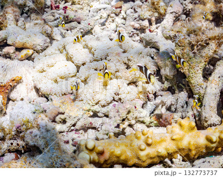可愛いクマノミの一家。美しいサンゴ礁と熱帯魚の群れ。 嘉比島沖縄県 島尻郡慶良間諸島座間味島2025 可愛いクマノミの一家。美しいサンゴ礁と熱帯魚の群れ。 嘉比島沖縄県 島尻郡慶良間諸島座間味島2025 132773737