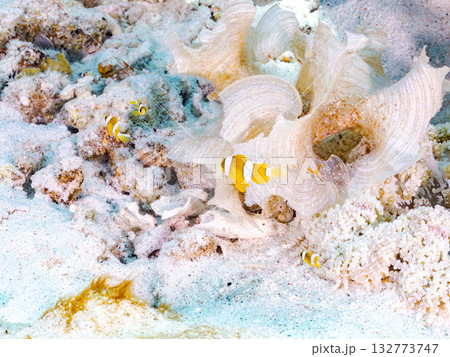 可愛いクマノミの一家。美しいサンゴ礁と熱帯魚の群れ。 嘉比島沖縄県 島尻郡慶良間諸島座間味島2025 132773747