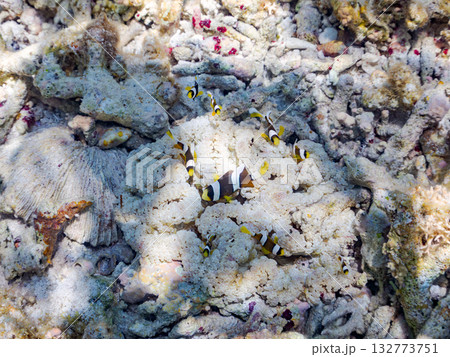 可愛いクマノミの一家。美しいサンゴ礁と熱帯魚の群れ。 嘉比島沖縄県 島尻郡慶良間諸島座間味島2025 132773751