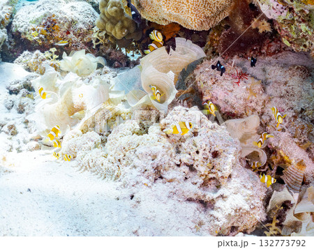 可愛いクマノミの一家。美しいサンゴ礁と熱帯魚の群れ。 嘉比島沖縄県 島尻郡慶良間諸島座間味島2025 132773792