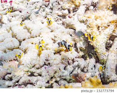 可愛いクマノミの一家。美しいサンゴ礁と熱帯魚の群れ。 嘉比島沖縄県 島尻郡慶良間諸島座間味島2025 132773794
