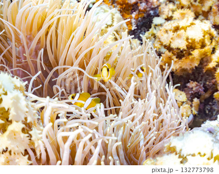可愛いクマノミの一家。美しいサンゴ礁と熱帯魚の群れ。 嘉比島沖縄県 島尻郡慶良間諸島座間味島2025 可愛いクマノミの一家。美しいサンゴ礁と熱帯魚の群れ。 嘉比島沖縄県 島尻郡慶良間諸島座間味島2025 132773798
