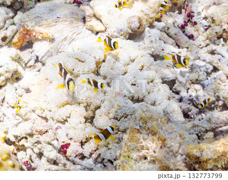 可愛いクマノミの一家。美しいサンゴ礁と熱帯魚の群れ。 嘉比島沖縄県 島尻郡慶良間諸島座間味島2025 可愛いクマノミの一家。美しいサンゴ礁と熱帯魚の群れ。 嘉比島沖縄県 島尻郡慶良間諸島座間味島2025 132773799