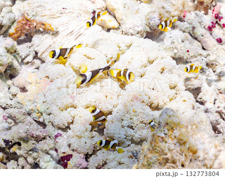 可愛いクマノミの一家。美しいサンゴ礁と熱帯魚の群れ。 嘉比島沖縄県 島尻郡慶良間諸島座間味島2025 132773804