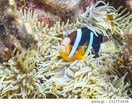 可愛いクマノミの一家。美しいサンゴ礁と熱帯魚の群れ。 嘉比島沖縄県 島尻郡慶良間諸島座間味島2025 132773836