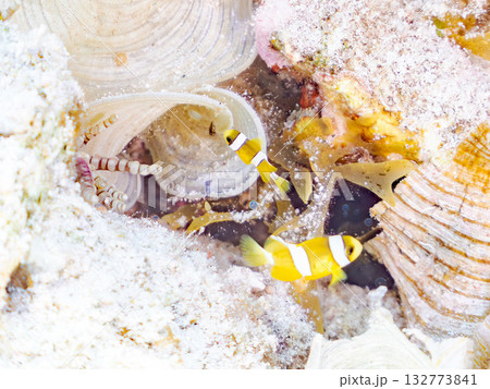 可愛いクマノミの一家。美しいサンゴ礁と熱帯魚の群れ。 嘉比島沖縄県 島尻郡慶良間諸島座間味島2025 可愛いクマノミの一家。美しいサンゴ礁と熱帯魚の群れ。 嘉比島沖縄県 島尻郡慶良間諸島座間味島2025 132773841