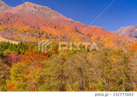 《新潟県》いもり池・紅葉最盛期の妙高高原 132773883