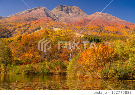 《新潟県》いもり池・紅葉最盛期の妙高高原 《新潟県》いもり池・紅葉最盛期の妙高高原 132773888