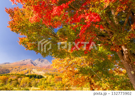 《新潟県》いもり池・紅葉最盛期の妙高高原 《新潟県》いもり池・紅葉最盛期の妙高高原 132773902