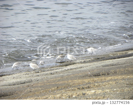 検見川浜の護岸で給餌する沢山のミユビシギ 132774156