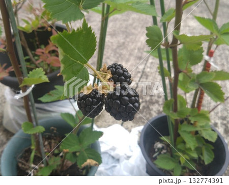 収穫時の黒色に熟れたトリプルクラウンの実 132774391