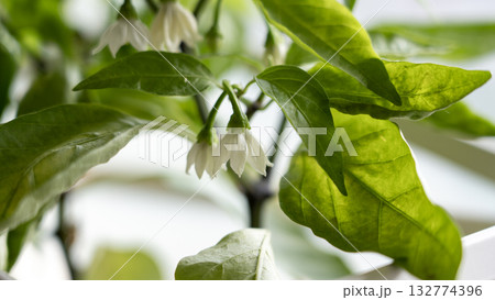 ハラペーニョの花 132774396