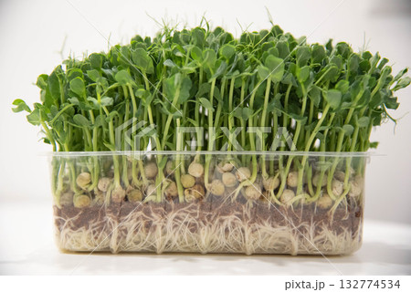 Fresh pea microgreens in a plastic container. Growing healthy greens at home. Juicy pea microgreens close-up. Fresh pea microgreens in a plastic container. Growing healthy greens at home. Juicy pea microgreens close-up. 132774534