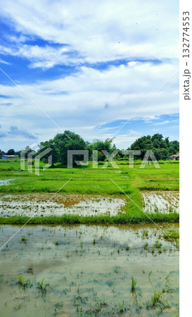 Green Rice Field under Rural Sky - Vertical 132774553
