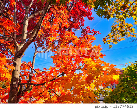 紅葉 紅葉 132774612