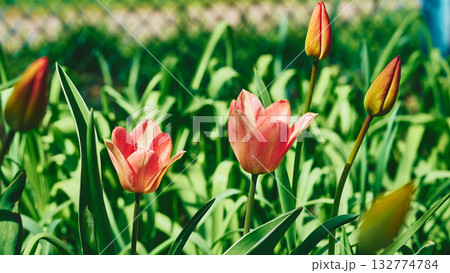 Tenderness in nature.Young pink red tulips on green lawn 132774784