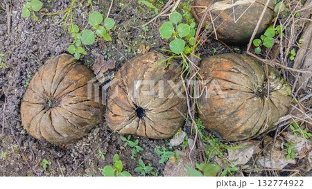 Three dry coconuts arranged in the ground Three dry coconuts arranged in the ground 132774922