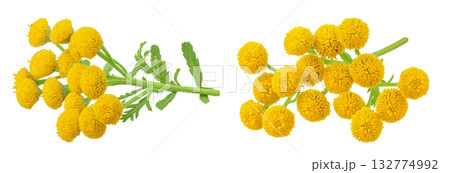 Tansy flower or Tanacetum vulgare isolated on white background 132774992