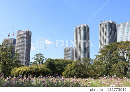 浜離宮庭園の風景 浜離宮庭園の風景 132775011