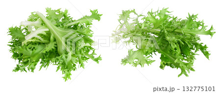 Fresh green leaves of endive frisee chicory salad isolated on white background with full depth of field. Top view. Flat lay 132775101