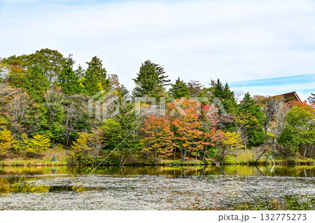 茶臼山高原（愛知県）の秋景色 132775273