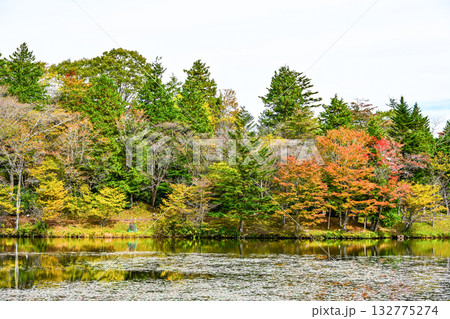 茶臼山高原（愛知県）の秋景色 132775274