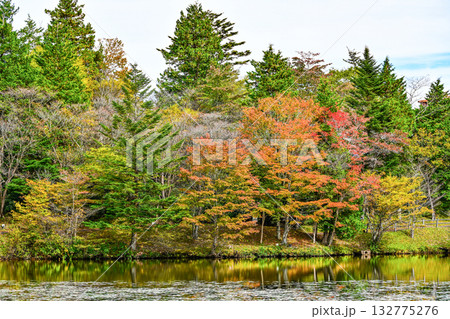 茶臼山高原（愛知県）の秋景色 132775276