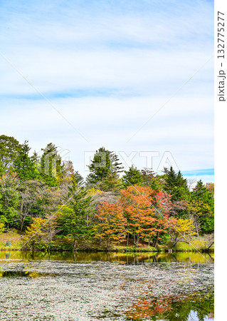 茶臼山高原(愛知県)の秋景色 茶臼山高原(愛知県)の秋景色 132775277