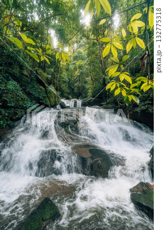 Waterfall in the rainforest along mossy rocks amidst the lush green trees of the forest. 132775318