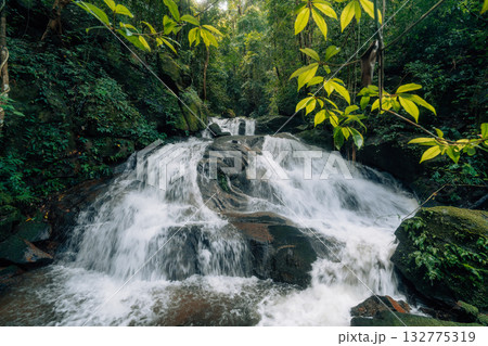 Waterfall in the rainforest along mossy rocks amidst the lush green trees of the forest. 132775319