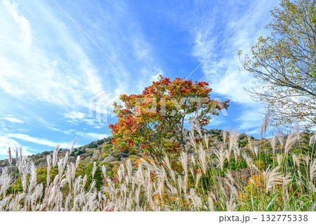 茶臼山高原(愛知県)の秋景色 茶臼山高原(愛知県)の秋景色 132775338