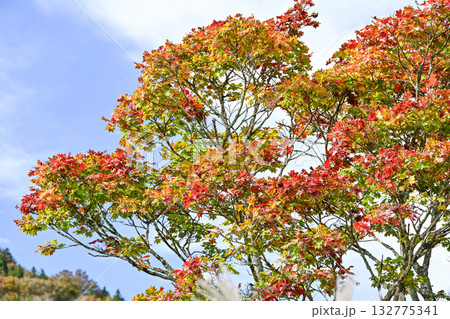 茶臼山高原（愛知県）の秋景色 132775341