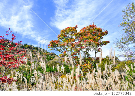 茶臼山高原（愛知県）の秋景色 132775342