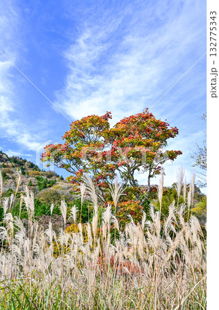 茶臼山高原（愛知県）の秋景色 132775343