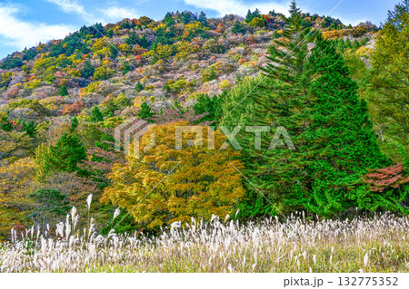 茶臼山高原（愛知県）の秋景色 132775352