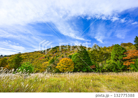 茶臼山高原（愛知県）の秋景色 132775388