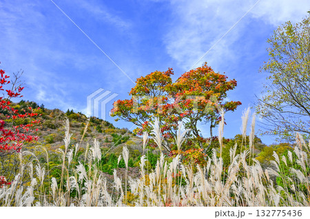 茶臼山高原(愛知県)の秋景色 茶臼山高原(愛知県)の秋景色 132775436