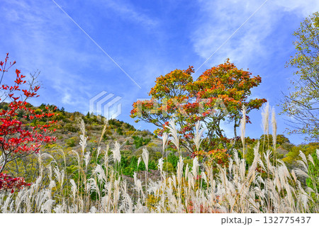 茶臼山高原（愛知県）の秋景色 132775437