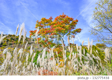 茶臼山高原（愛知県）の秋景色 132775438