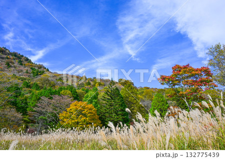茶臼山高原（愛知県）の秋景色 132775439