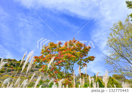 茶臼山高原（愛知県）の秋景色 132775443
