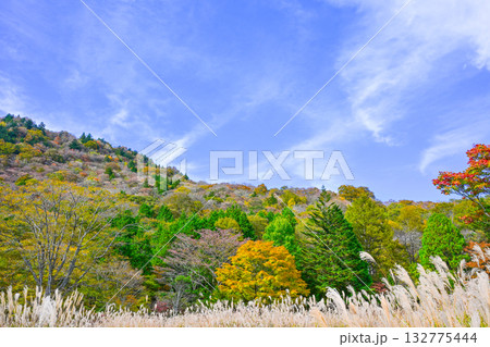 茶臼山高原（愛知県）の秋景色 132775444